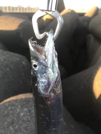 人生初太刀魚でした！