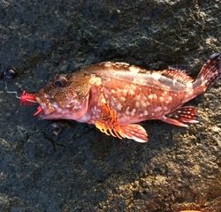ゴロタでの釣行