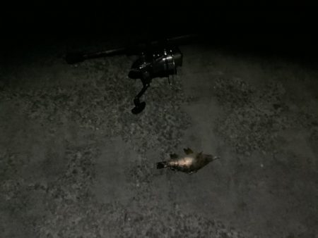 15分でメバル１尾