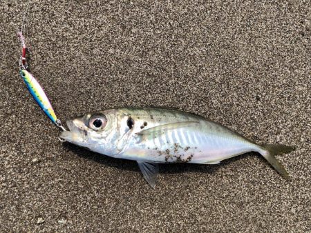 アジ時々マダイ