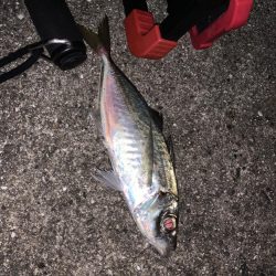 太刀魚青物ともに不発