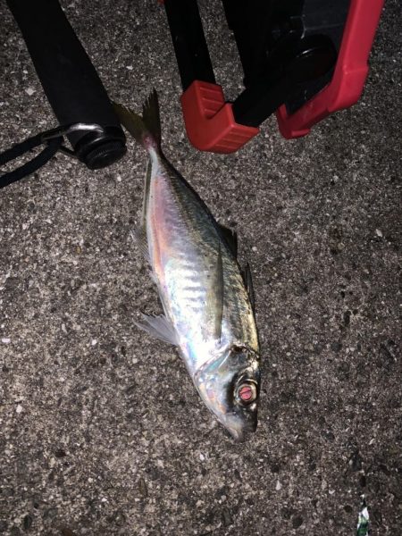 太刀魚青物ともに不発