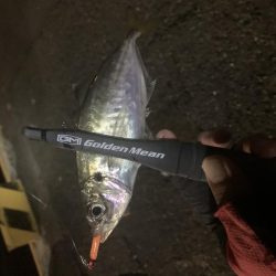 アジング楽しい〜