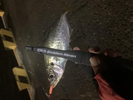 アジング楽しい〜