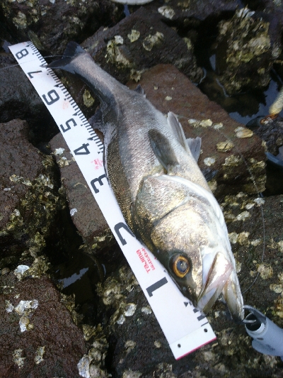 シーバスもメッキも飛び付いた！！真夏のトッ…