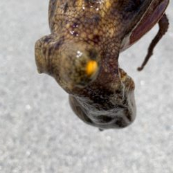 タコは裏切らない！