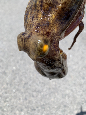 タコは裏切らない！