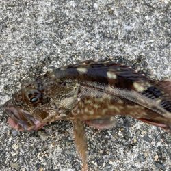 東二見人工島ヘチ釣り五目