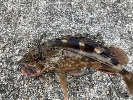 東二見人工島ヘチ釣り五目