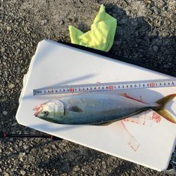 堤防からツバス!