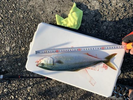 堤防からツバス！