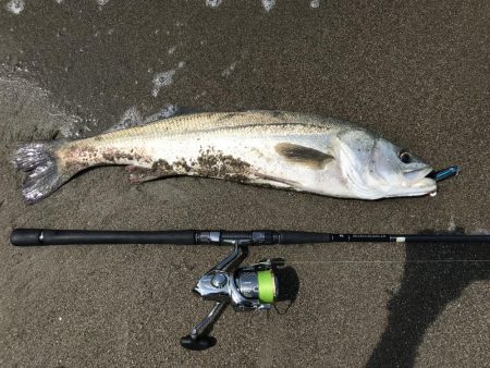 炎天下ランカーシーバス