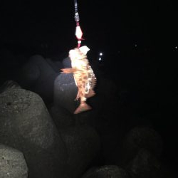 夏休みはキス、ガシラでスタート！