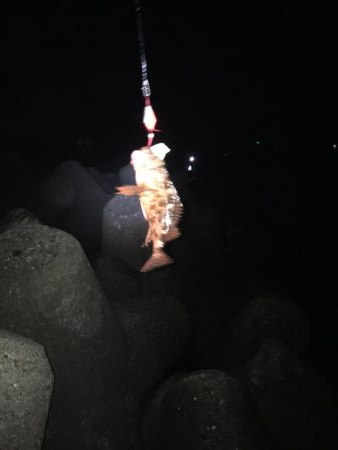 夏休みはキス、ガシラでスタート！