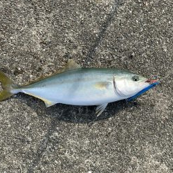 ショアジギング