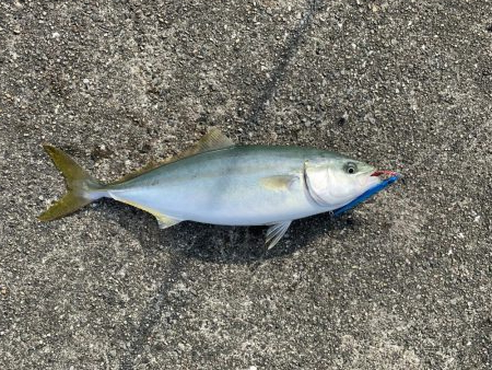 ショアジギング