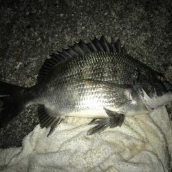 サナギフカセ2nd