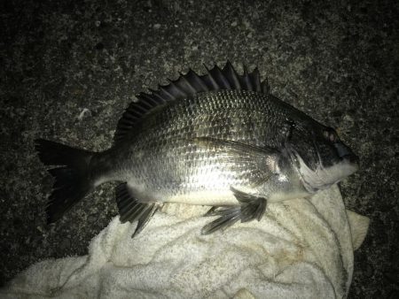 サナギフカセ2nd