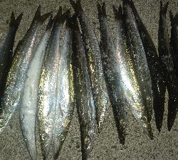 カマス乱舞その2