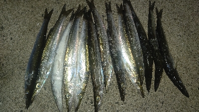 カマス乱舞その2