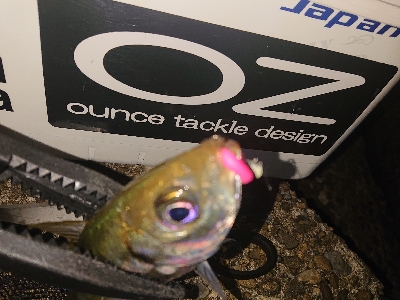 しぶしぶなアジング