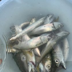 小物〜大物狙い