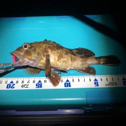 大シケでの3匹は格別。