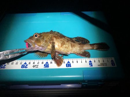 大シケでの3匹は格別。