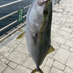 げき渋の中なんとか一本