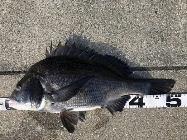 イチノ兄弟、釣果！