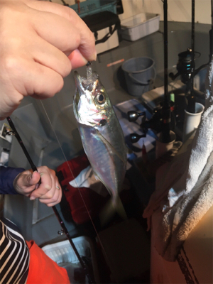 イカ釣り初挑戦