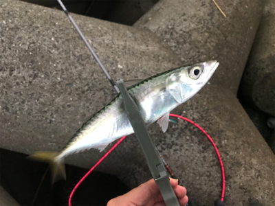 ワインド　太刀魚