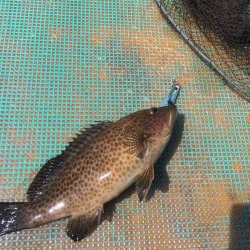 浅川沖でオオモンハタ