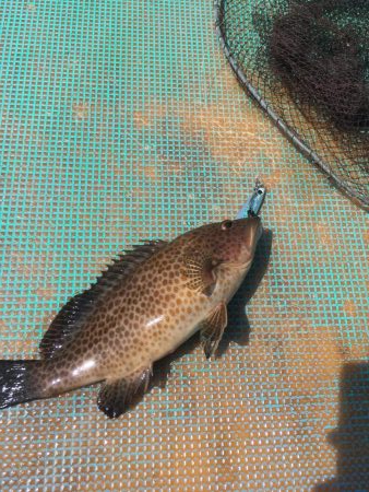 浅川沖でオオモンハタ