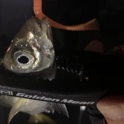 深夜のアジング釣行