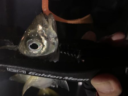 深夜のアジング釣行