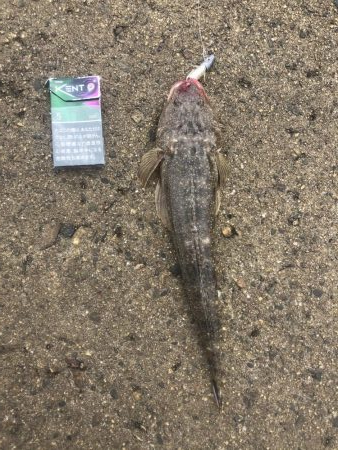 真っ昼間のマゴチ二発