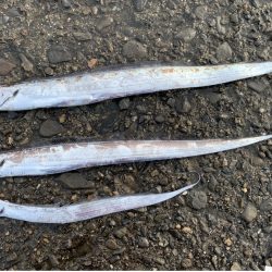 ウキとルアーでタチウオ釣り