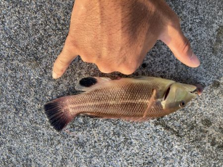 東二見人工島前打ちコブダイ