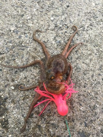 タコ釣り