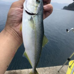 マゴチ、ツバス、アコウ