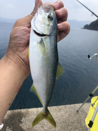 マゴチ、ツバス、アコウ