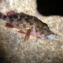 教訓 いつもタモは手元に