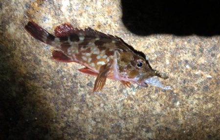 教訓　いつもタモは手元に