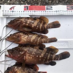 梅雨明けの根魚祭り