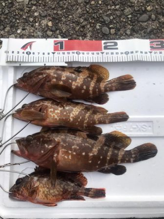 梅雨明けの根魚祭り