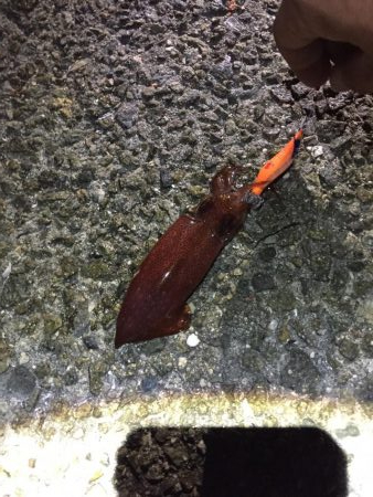 ケンサキチャレンジ