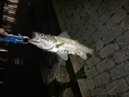 ナイトシーバス