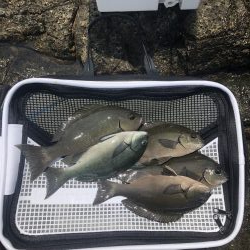 須江 ヒラトコでフカセ