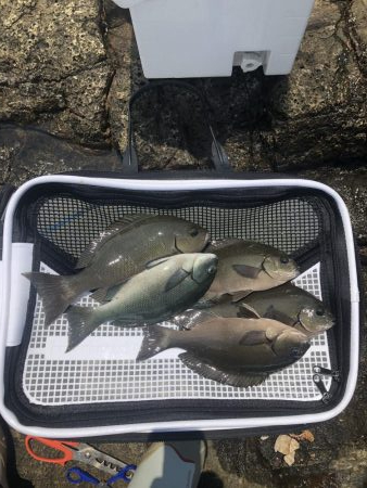 須江　ヒラトコでフカセ